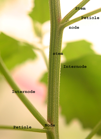 Plant Stem Biocyclopedia